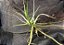 Tillandsia schiedeana (Air Plant) - Imagem 4