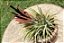 Tillandsia ionantha Var. Rubra (Air Plant) - Imagem 8