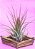 Tillandsia scaposa (Air Plant) - Imagem 6