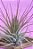 Tillandsia scaposa (Air Plant) - Imagem 3