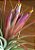 Tillandsia scaposa (Air Plant) - Imagem 1