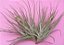 Tillandsia Xrectifolia (Air Plant) - Imagem 1