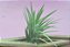 Tillandsia ionantha Var Druid (Air Plant) - Imagem 4