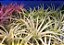 Tillandsia ionantha Var Druid (Air Plant) - Imagem 6