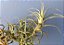 Tillandsia bergeri Var Gigantea (Air Plant) - Imagem 2