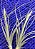 Tillandsia schiediana x Baileyii (Air Plant) - Imagem 2