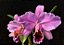 Cattleya percivaliana 'Thiago' x Self - Imagem 5