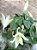 Constantia cipoensis - Imagem 1