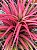 Tillandsia brachycaulus Var Multiflora (Air Plant) - Imagem 1