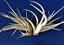 Tillandsia karwinskyana (Air Plant) - Imagem 1