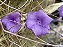 Tillandsia retrorsa -Media- (Air Plant) - Imagem 1