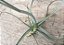 Tillandsia retrorsa -Media- (Air Plant) - Imagem 2