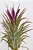 Tillandsia neglecta (Air Plant) - Imagem 2