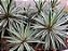 Agave americano Variegado - Imagem 1