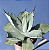 Agave potatorum - Imagem 1