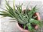 Tillandsia ionantha Var Peach (Air Plant) - Imagem 1