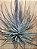 Tillandsia xFeatherduster (Air Plant) - Imagem 3