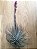 Tillandsia xFeatherduster (Air Plant) - Imagem 1