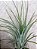 Tillandsia ionantha Var Delicata (Air Plant) - Imagem 2