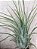 Tillandsia ionantha Var Delicata (Air Plant) - Imagem 1