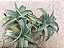 Tillandsia edithae (Air Plant) - Imagem 2