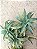 Tillandsia edithae (Air Plant) - Imagem 3