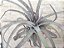 Tillandsia carrilloi "Caravela" (Air Plant) - Imagem 3