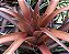 Tillandsia capitata "Sonora" (Air Palnt) - Imagem 1