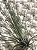 Tillandsia filifolia (Air Plant) - Imagem 1