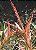 Tillandsia fasciculata RM -Pequena - Imagem 1