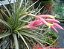 Tillandsia jucunda (Air Plant) - Imagem 1