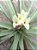 Tillandsia jucunda (Air Plant) - Imagem 2