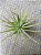 Tillandsia tenuifolia Var. Strobiliformis (Air Plant) - Imagem 2
