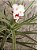 Tillandsia tenuifolia Var. Strobiliformis (Air Plant) - Imagem 3
