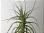 Tillandsia tenuifolia Var. Strobiliformis (Air Plant) - Imagem 4