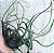 Tillandsia butzii (Air Plant) - Imagem 1