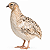 6 Dúzias De Ovos Férteis De Codorna Gigante - CORES MISTAS + Embalagem e Brinde - Imagem 7