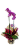 Orquídea Phalaenopsis com 2 Hastes – Elegância em Cada Detalhe - Imagem 1
