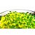 Bolinhas de Gel Orbeez 10.000 und (Verde) - Imagem 1