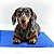 Tapete Gelado Refrescante Gelado Para Pets - 40x50 - Imagem 1