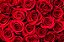 109 - Rosa vermelha unidade - Imagem 2