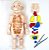 Kit Medico Boneco Corpo Humano Monta E Desmonta 23 Cm 3d - Imagem 7