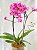 Orquidea - Imagem 1