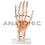 Modelo Articulação da Mão Com Ligamentos TGD-0162C - Imagem 1