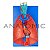 Modelo Sistema Respiratório E Cardiovascular Em 7 Partes Pulmão C/ Traquéia TGD-0318-B - Imagem 1