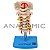 Modelo Coluna Vertebral Cervical TGD-0142 - Imagem 1