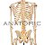 Esqueleto 170 cm, Padrão, com Suporte e Base com Rodas - TGD-0101 - Imagem 2