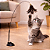 Varinha para Gatos com Ventosa - Imagem 1