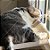 Cama de Janela Catbed - Malibu - Imagem 3