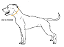Coleira BANDOG TACTICAL GHOST - Imagem 10
